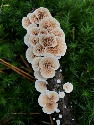 Meeting the Mushrooms: An Intro to the Fascinating World of Fungi